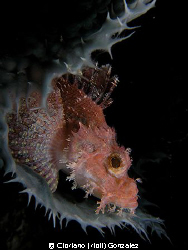 Scorpion fish resting on  sponge by Cipriano (ripli) Gonzalez 